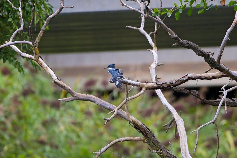 A Belted Kingfisher perched on a bare, gnarled tree branch with its wings partially spread, appearing to have just landed or be preparing to take off. The bird displays a distinctive dark blue-gray body, white chest, broad white neck band, and a prominent crest on its head. The background features blurred green foliage and a structure resembling a building wall.